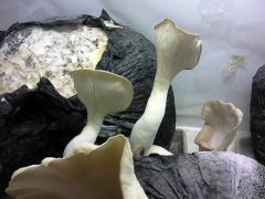 IMG 20160213 142139 1