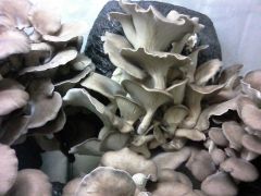 IMG 20151222 181258 1