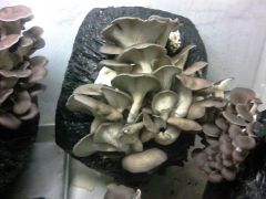 IMG 20151220 195616 1