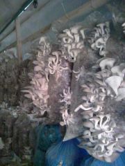 IMG 20160420 182201 1