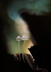 stock photo 81396075