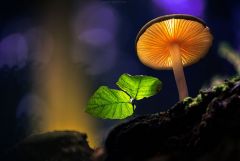 mushrooms martin pfister 5