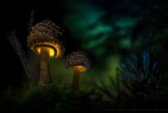 mushrooms martin pfister 14