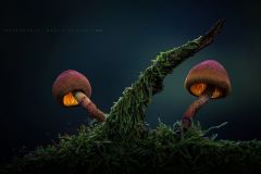 stock photo 90539403