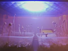 Panaeolus Tropicalis