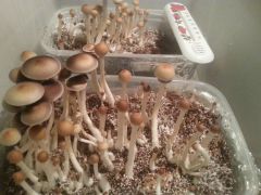 Golden Teacher первая волна