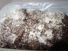 Второй кейк (не полный)