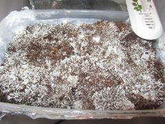 Первый кейк