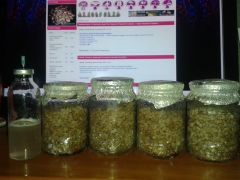 Psilocybe cubensis Ecuador с ЖМ