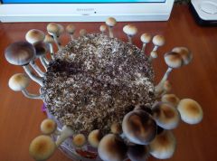 PHOTO 20160816 100755