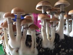 image f47db7a58e5e7eba86370d133320f1984a1e8276fe195ac446f98e1a58dab32d V