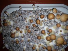 PHOTO 20170219 000332