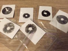 Грибные отпечатки.jpg