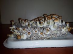 PHOTO 20170219 000304