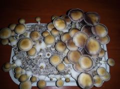 PHOTO 20170219 164207