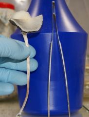 0b7e9320838bda7d75231d933d0d270a