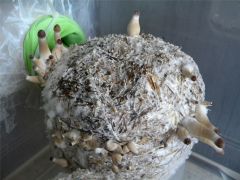 0c4175263a997bd3f4b510f8cc0f8e84