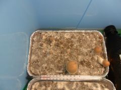 0ccaf289f4398ba0ee9dc3134d9f06d0