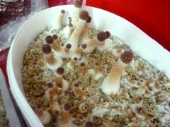 0ce6cb58c469343e25bb92cbd0a341b9