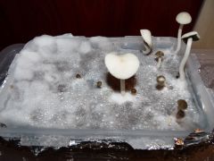 0c29c0b101831039179a72ae00078587