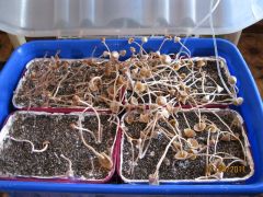 0a87eeb656cbdf4d20a08aa63386e3b7