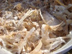 0a9fbe77d8c911bc2dccf6281a067a2f