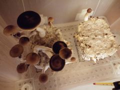 0a4b662af7cce2c670353eddece842ab