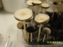 0a23b13f5bdfcead066c529498161762