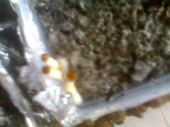 0b8549271f59f197d47e30469c131502