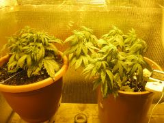 0c99403e9bf3cef23fd4523ba9914fb2