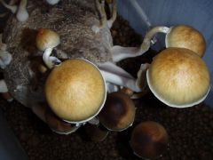 0b8660f5158fad3b78b43c443b2a797c