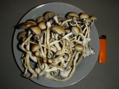 0a61d380a30e89588ee4cf57cfad004b