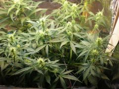 00e7d30a4649dac56f669d38458812e7