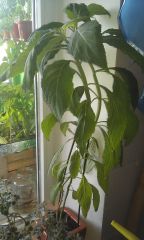 0c34a315207f733d52c8e37d86846ba2