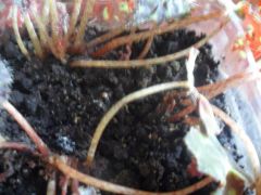 0bf681c23a03335fd07e8bea42e6a8db