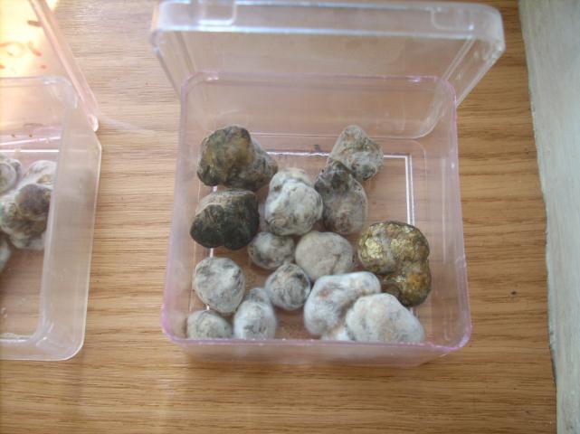 галиндии склероции.jpg