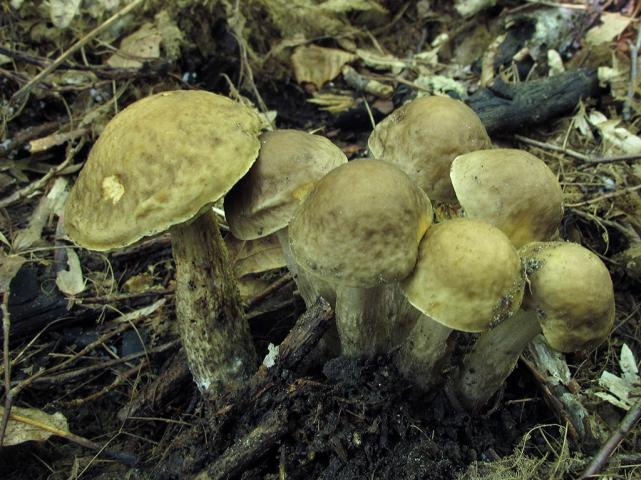 Leccinum-pseudoscabrum-1024x768.jpg