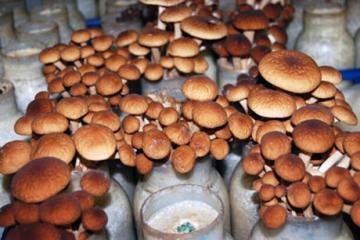 1295893223_mushroom-tunnel-8.jpg