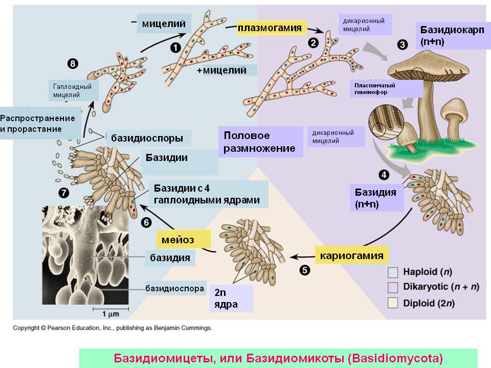 Жизненный цикл базидиомицетов.jpg