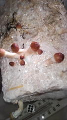 IMG_20160614_080229-1 - копия.jpg