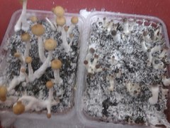 второй гров