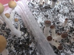 странные грибы