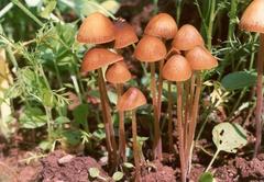 псилоцибиновые грибы