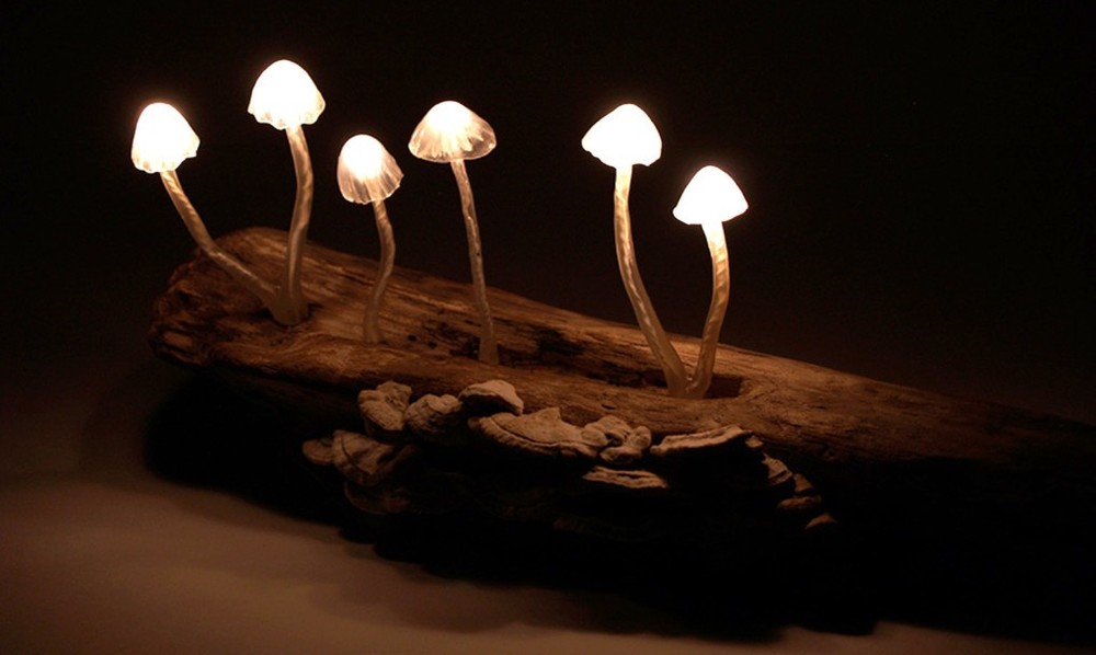 Mushroom-LED-lamp-Yukio-Takano-Great-Mushrooming-23-1020x610.thumb.jpg.c9bfb35a4b4e334aa91b9a7be22c4c2a.jpg