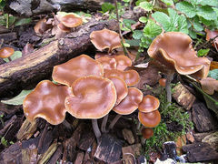 640px-Psilocybe_cyanescens_(Switzerland).jpg
