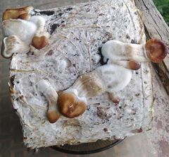 Мощьный Гров!!! Выросли гиганты , даже не покажу  смотрите по ссылкам