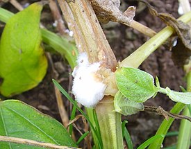 275px-Sclerotinia_sclerotiorum.jpg