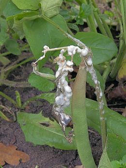 Sclerotinia_sclerotiorum_at_Phaseolus_vulgaris,_sclerotiënrot_stamsperzieboon.jpg