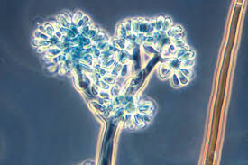 Botrylis cinerpa1.jpg