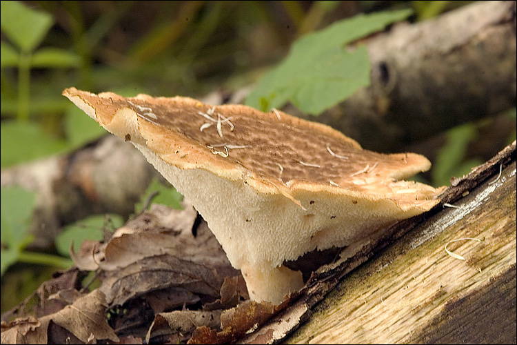 Polyporus.jpg